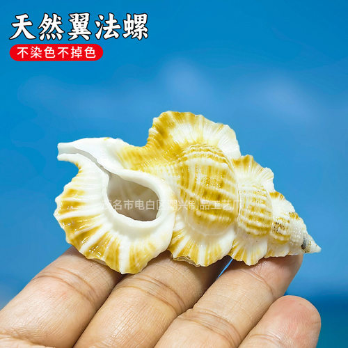 天然稀有海螺贝壳标本翼法螺收藏