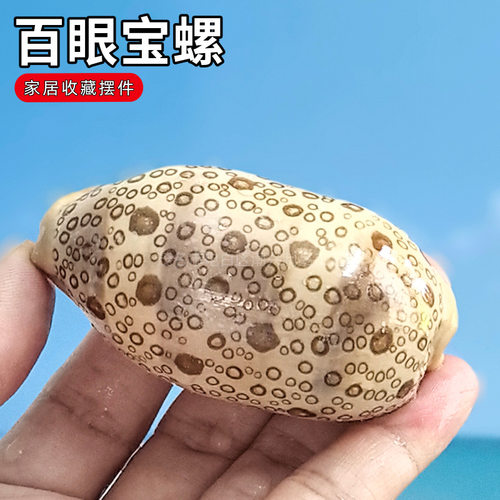 标本螺鱼缸水族箱造景装饰家居收