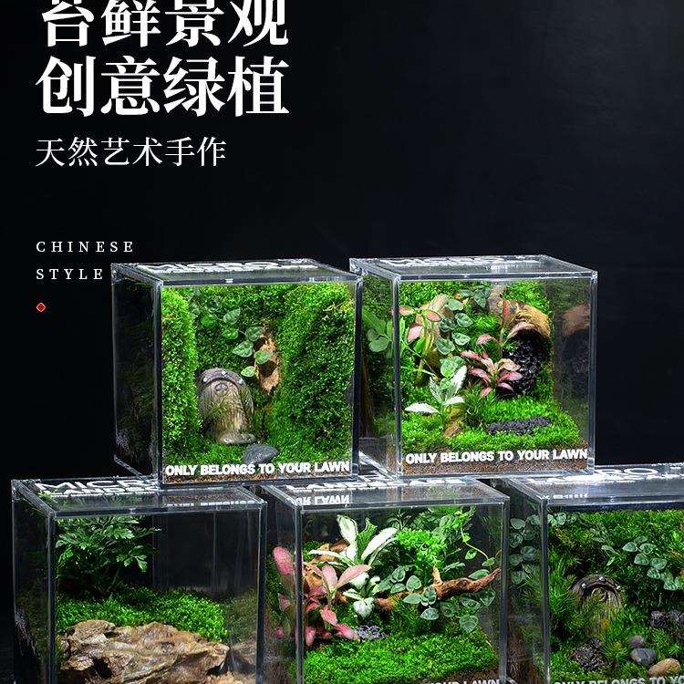 苔藓微景观生态雨林缸造景办公桌面植物盆景成品室内小盆栽生态瓶
