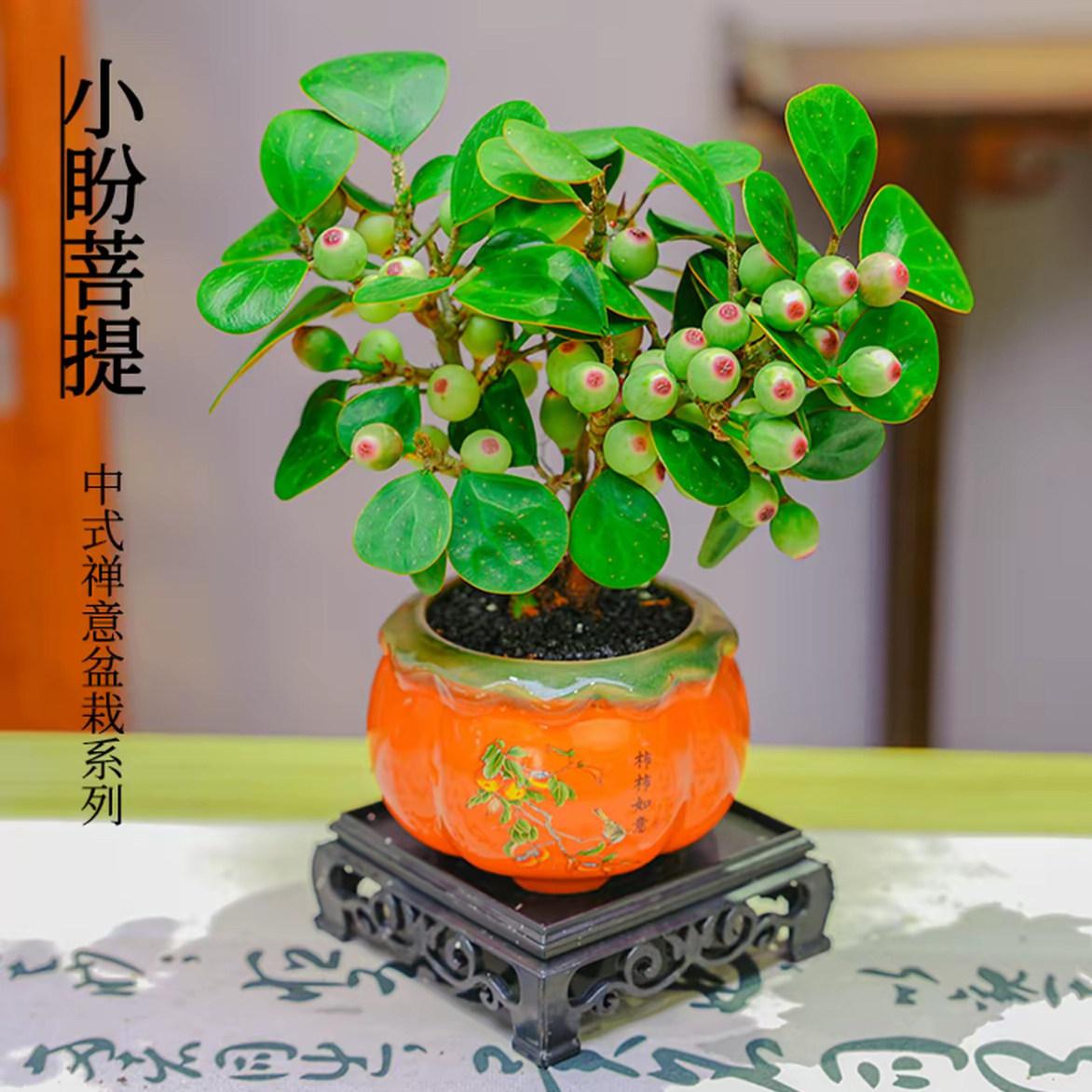 小盼菩提盆栽带果老桩菩提树盆景中式禅意办公室内桌面好养绿植物