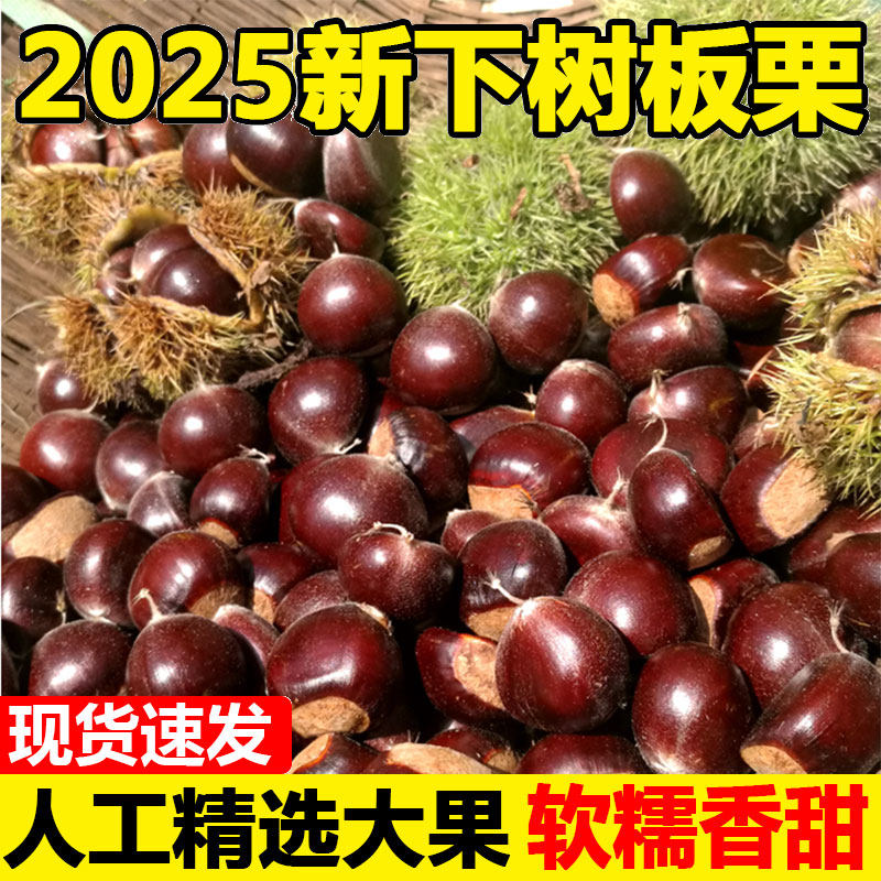 2025新鲜丹东板栗5斤鲜栗子生嫩大板粟板栗野生板票 新油锥栗10子