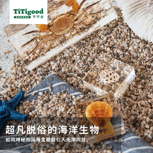 千千谷自然魔块标树脂真实昆虫洋虫子儿童科普
