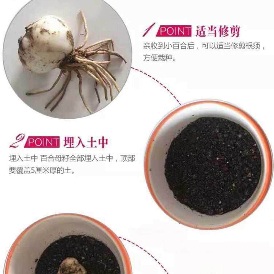 【肃特产外】兰州食用甜百合种子IAD野甘种球母仔赏花室内田可种