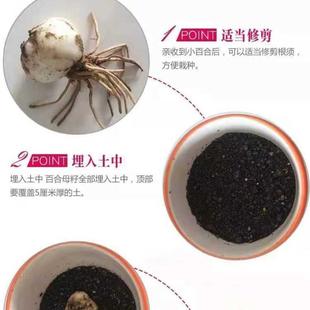 【肃特产外】兰州食用甜百合种子IAD野甘种球母仔赏花室内田可种