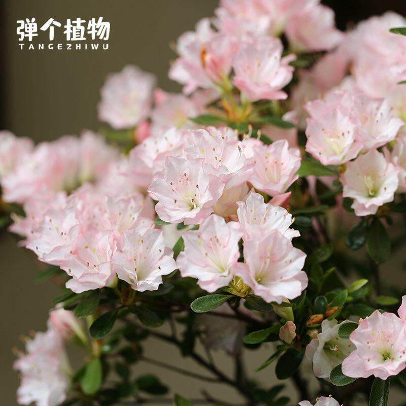 弹个植物东洋鹃粉色杜鹃花盆栽庭院阳台地栽四季常绿开花好养