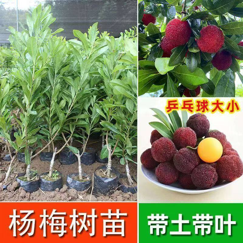 东魁杨梅树苗嫁接正宗黑炭早熟带土庭院种植乌梅大果杨梅苗果树苗