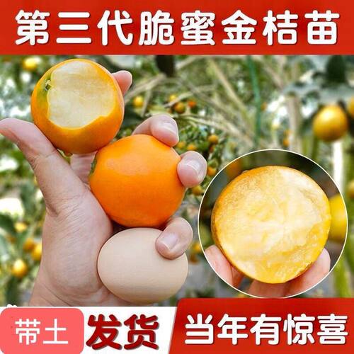 第三代脆蜜金桔苗嫁接果树苗金桔嫁接苗金桔苗金桔嫁接苗金桔苗