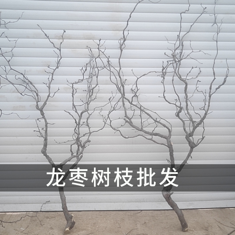 树枝装饰干枝壁挂天然多分叉龙枣树枝挂墙衣架手工枯树枝