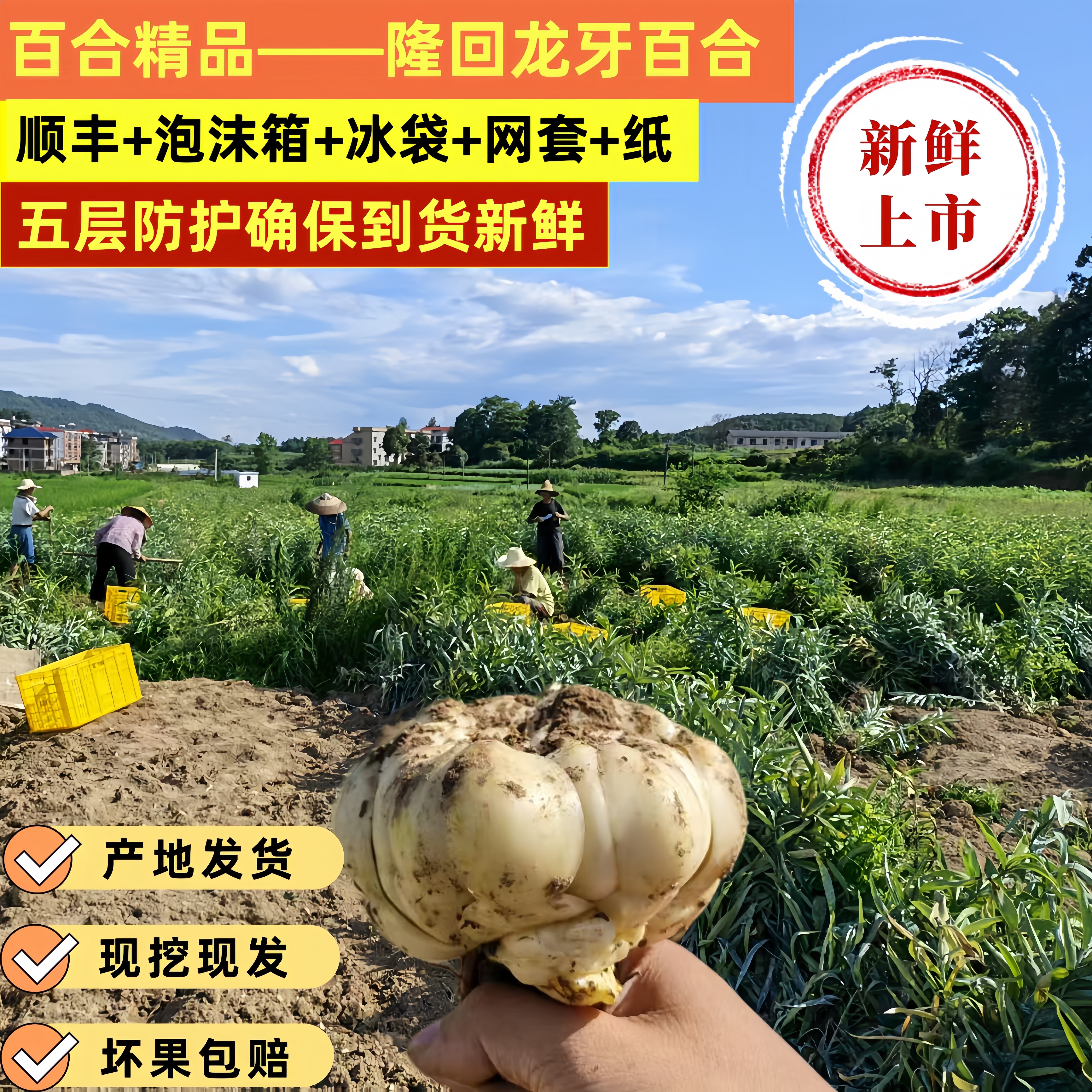 【2026年现挖现发】湖南隆回新鲜粉糯甜龙牙百合干种球原产地直发