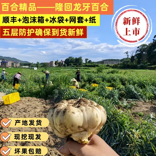 正宗龙牙甜百合现挖现发当季新货