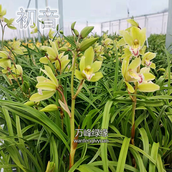 绿缘兰花 [初音] 四季兰蕙兰杂交兰苗浓香好养室内花卉绿植盆栽