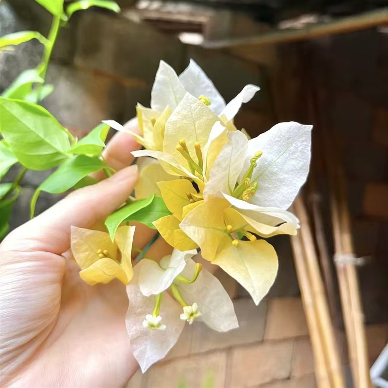 三角梅苏瓦娜小苗勤花品E种四季开花庭院奶油黄