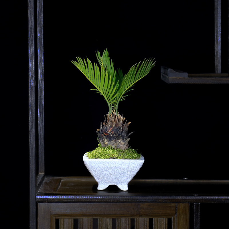 铁树盆栽茶台桌面精品小绿植摆件室内办公室植物苏铁微型盆景好养