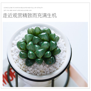 七彩冰灯玉露多肉植物盆栽十二卷水晶玉露超萌室内新手餐