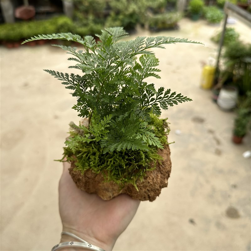 吸水石网纹草/海岛叶下珠/菖蒲/镜面草/蕨类小盆景微景观植物