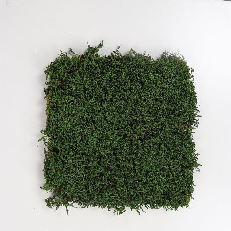 人工养殖永生苔藓大灰藓室内造景装饰真苔藓草坪景观植物墙微景观