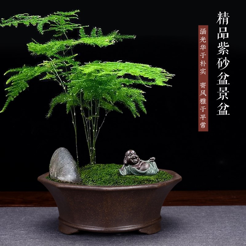 紫砂兰花盆古典陶瓷中等矮种室内桌面摆设圆形大口径多肉菖蒲