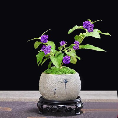 精品紫珠盆栽室内茶桌观果禅意植物办公室客厅女生桌面小盆栽耐寒