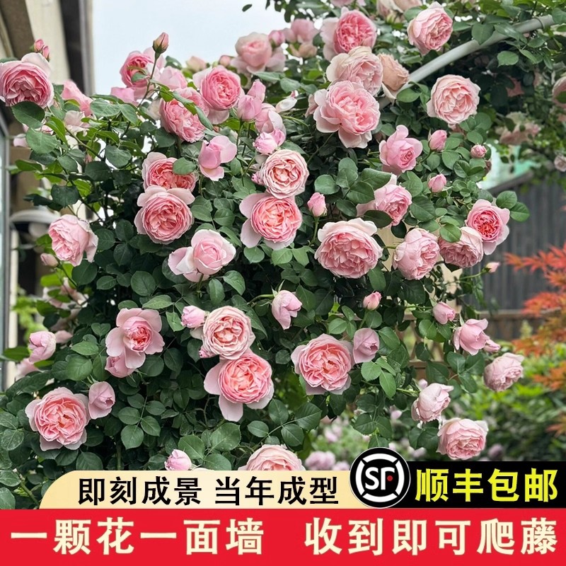 舍农索城堡的女人藤本月季花苗蔷薇爬藤花卉攀援玫瑰大花植物盆栽