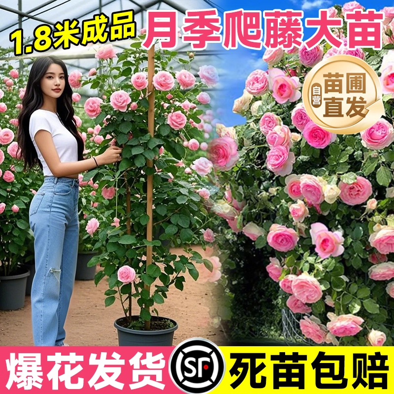 蔷薇花苗爬藤花开四季藤本月季树