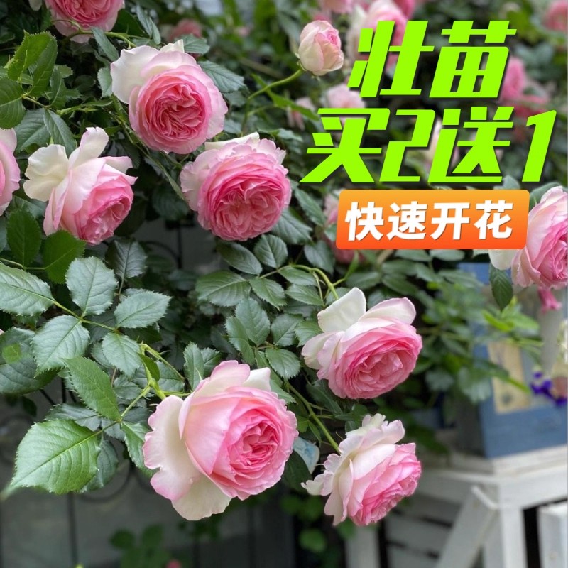 粉色龙沙宝石爬藤月季大苗蔷薇花苗四季耐寒开花庭院藤本玫瑰盆栽