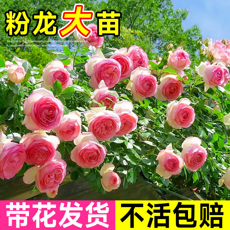 粉龙沙宝石月季墙微花树苗爬藤花卉庭院四季藤本蔷薇玫瑰花盆栽