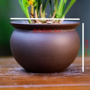 777翠盖荷兰花春兰花卉绿植盆栽室内客厅办公桌卧室阳台不带花苞