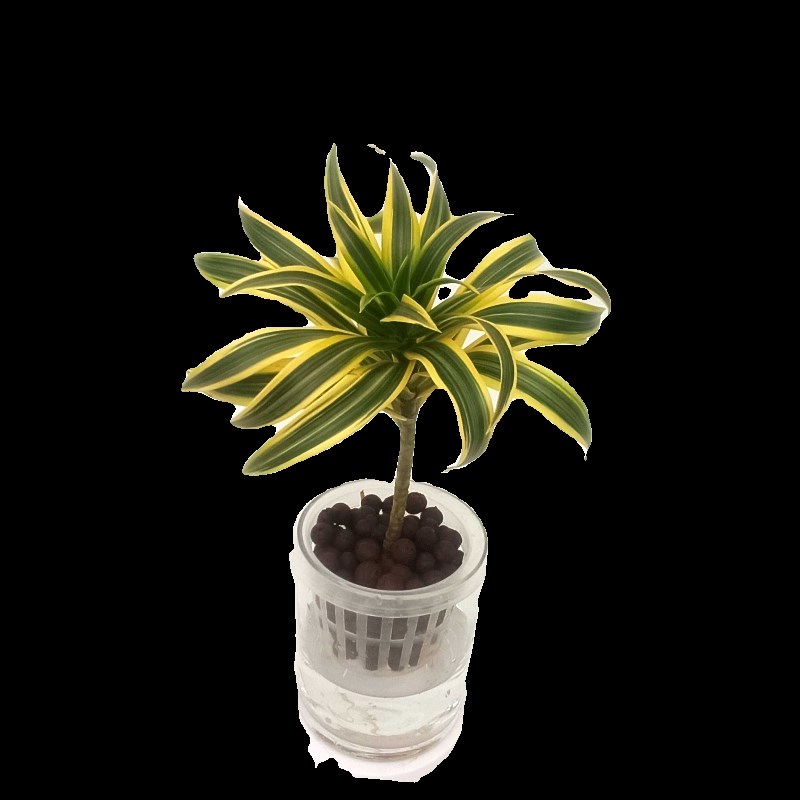 华清花卉 水培金边白合竹室内绿植盆栽