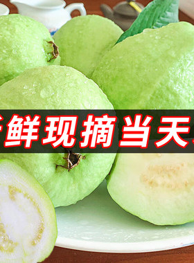 新鲜现摘番石榴芭乐鲜果脆甜