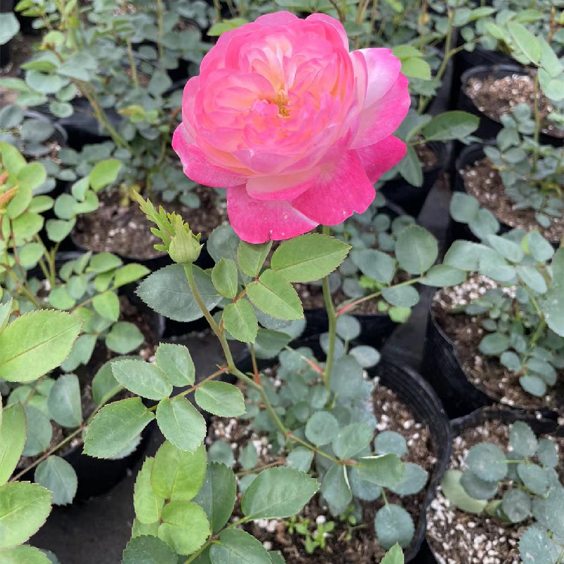 和室 多变色月季花苗丰花包子观花阳台玫瑰花卉盆栽绿植物灌木