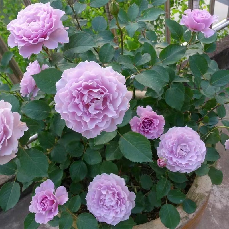 蜻蜓月季花苗丰花紫色特大浓香盆栽阳台露台地栽花卉玫瑰耐热勤花