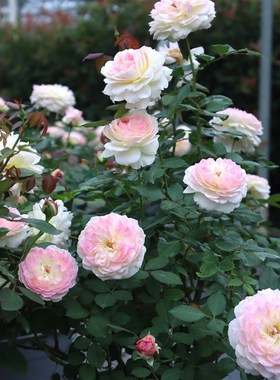 绿园美植 梅克林花边/洋 河本丰花灌木月季粉白抗病庭院阳台盆栽