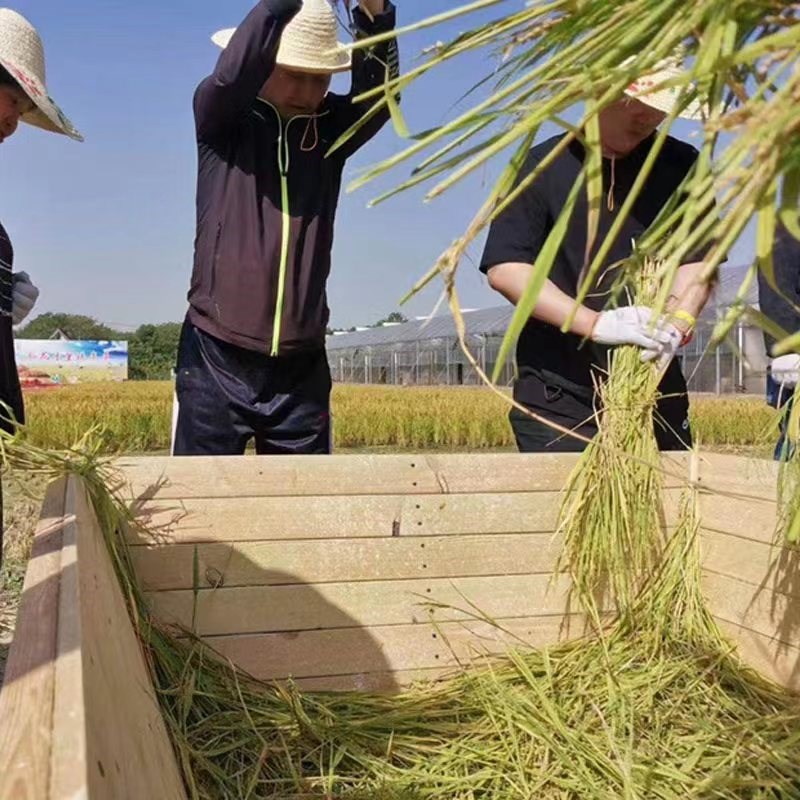 实木四方斗木制打谷机红色拓展团建活动道具稻谷机学校研学打谷桌