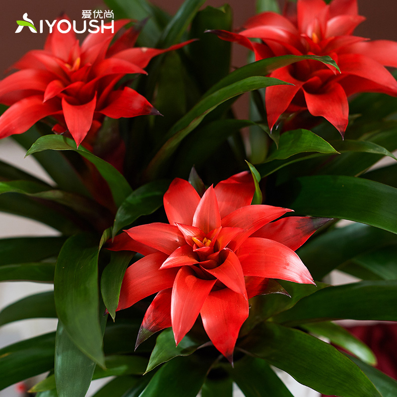 【开门红】鸿运当头凤梨大红色盆栽室内庆典礼品四季植物花卉绿植