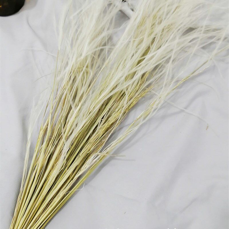 超长枝羽毛草干包束小新客厅装饰天然风干插材料