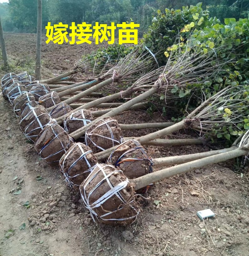 丁香浓香型苗卉庭院季室外别墅紫丁香
