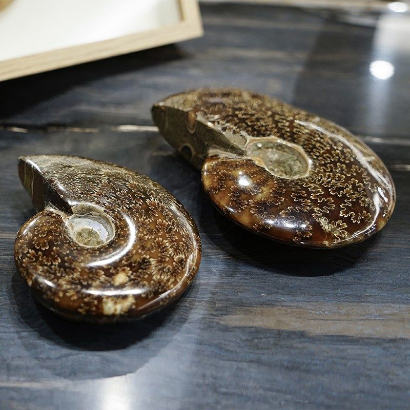 天然螺化玉菊螺化石家居桌面摆饰装饰品时尚收藏送礼,家居饰品,装饰摆件,淘宝优惠券,粉丝福利购,淘宝优惠卷