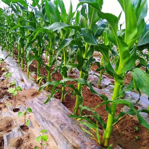 农用地膜种菜育苗大棚果蔬农作物种植白色塑料膜保温保湿