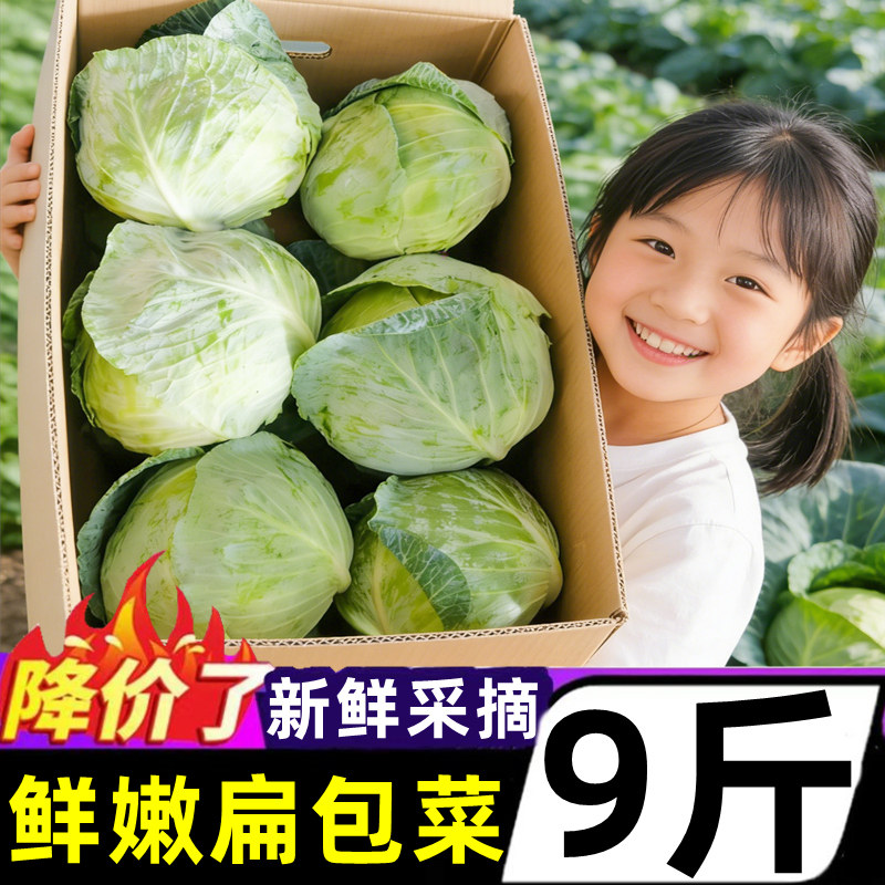 新鲜扁包菜现摘当季蔬菜圆绿甘蓝卷心菜莲花白菜包心菜农家自种