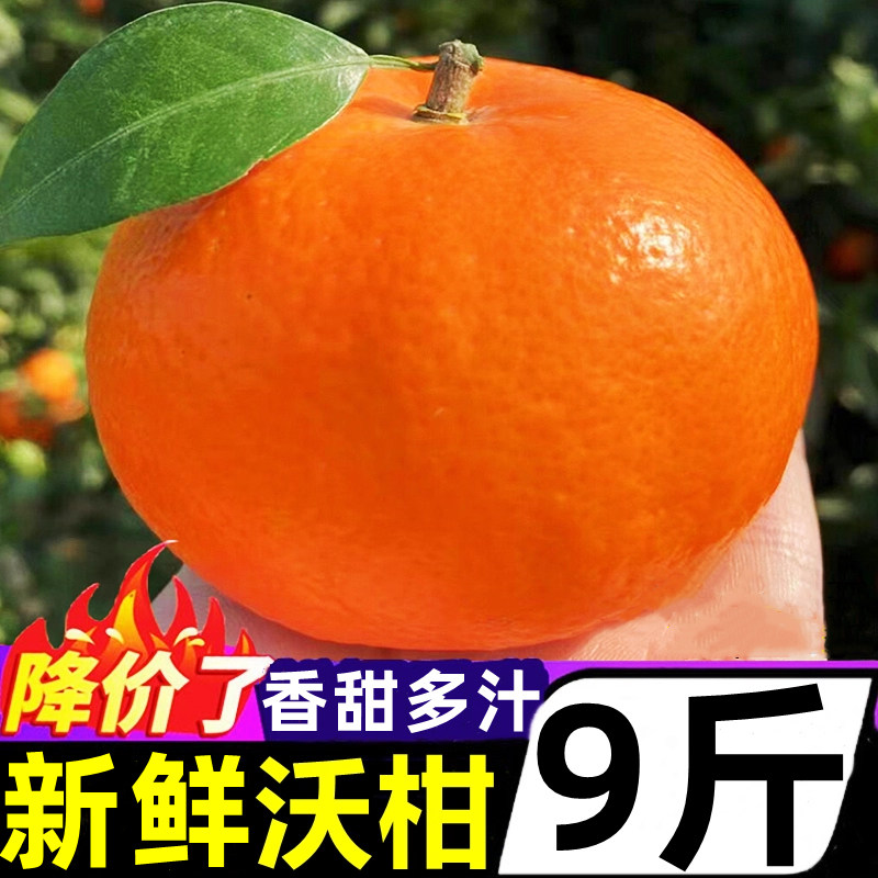 正宗广西香甜沃柑新鲜9斤当季水果武桔子砂糖蜜橘子砂糖柑橘整箱