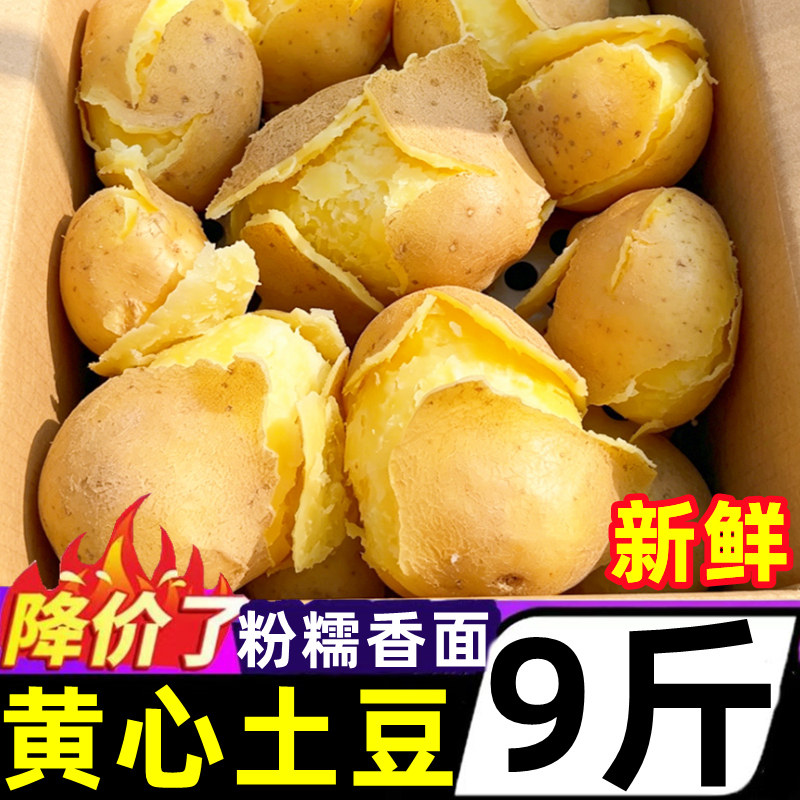 2026年甘肃定西黄心土豆