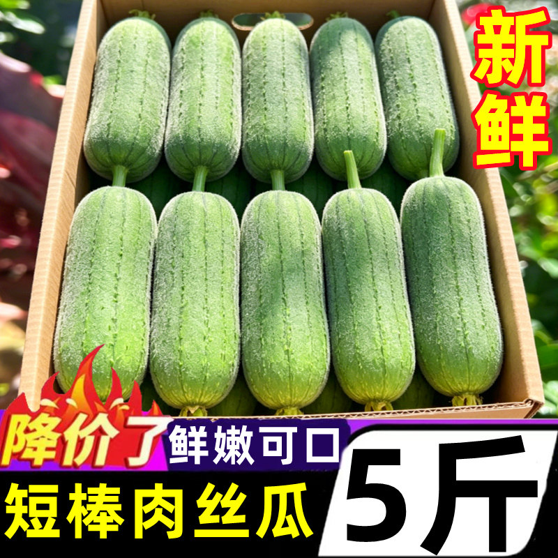 云南短棒肉丝瓜新鲜5斤当季蔬菜鲜嫩翡翠香丝瓜水瓜农家自种整箱