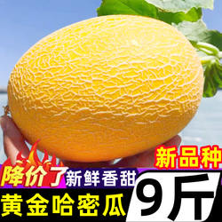 正宗海南金色哈密瓜新鲜9斤当季水果现摘黄色蜜瓜西州网纹黄皮瓜