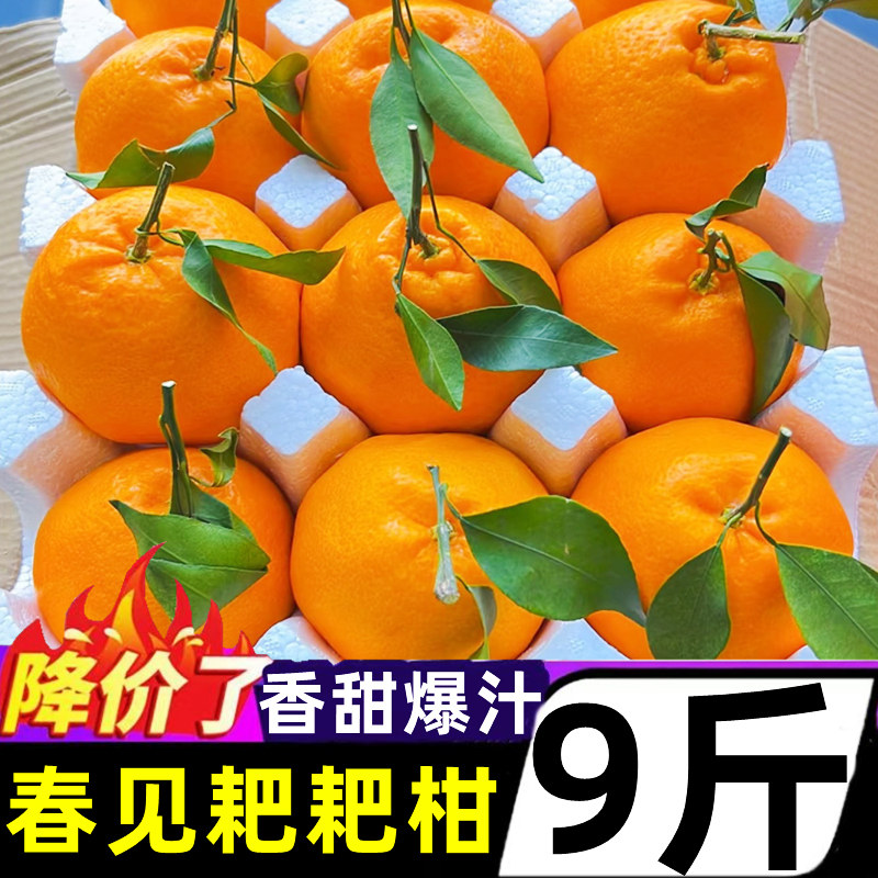 正宗四川春见耙耙柑9斤新鲜水果粑粑柑当季丑桔子柑橘杷杷柑整箱,水产肉类/新鲜蔬果/熟食,桔子,淘宝优惠券,粉丝福利购,淘宝优惠卷
