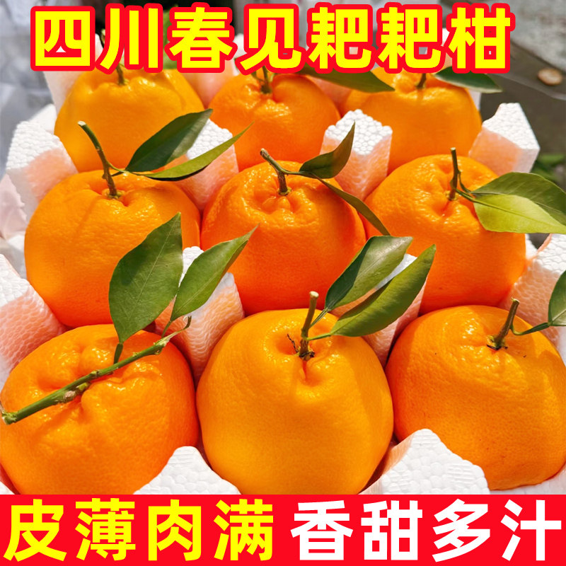 正宗四川春见耙耙柑9斤新鲜水果粑粑柑当季丑桔子柑橘杷杷柑整箱