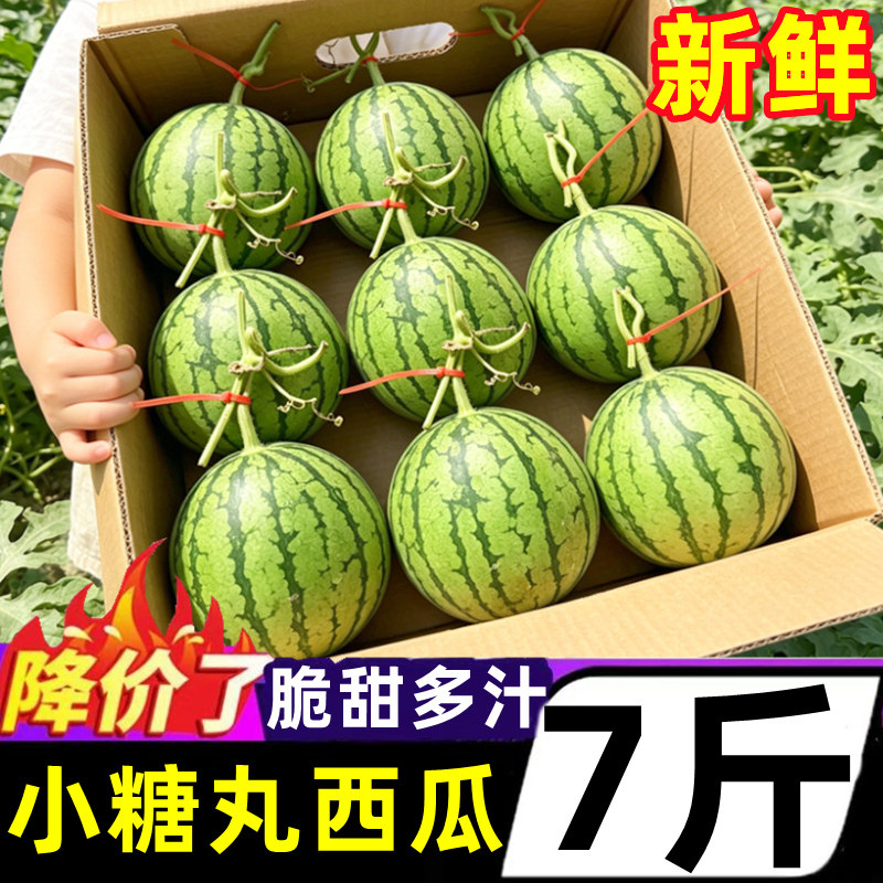正宗小糖丸西瓜2K手撕西瓜