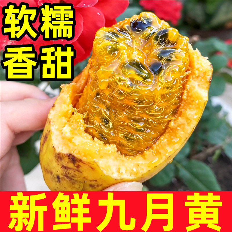 正宗九月黄应当季新鲜