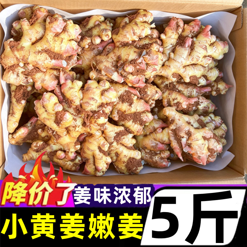 正宗云南小黄姜嫩姜新鲜