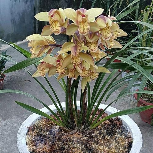 虎头兰头香花虎头川西兰客厅植物金黄素自然浓香室内绿植花卉盆栽