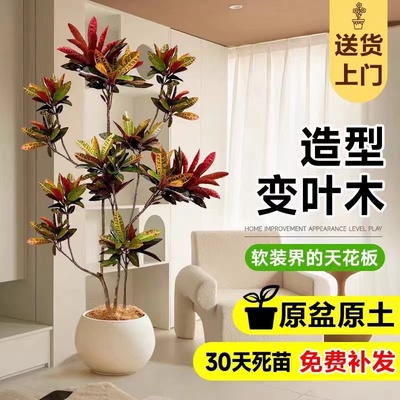变叶木绿植盆栽室内大型客厅办公室七彩变色木落地式植物四季好养